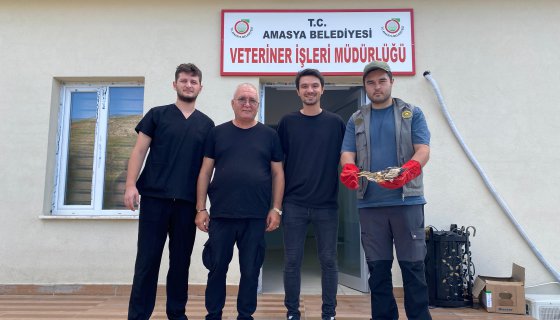 Amasya’da nesli tükenmekte olan balaban kuşu yaralı bulundu