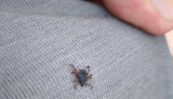 Tarlada selfi yaparken üzerinde kene olduğu fark etti