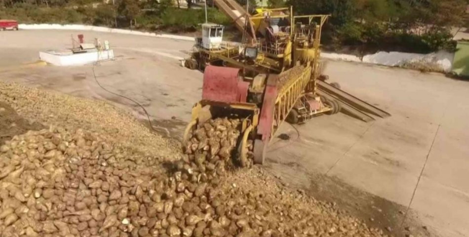 AMASYA'da şeker pancarı ekimi yapan çiftçi sayısı iki kat arttı