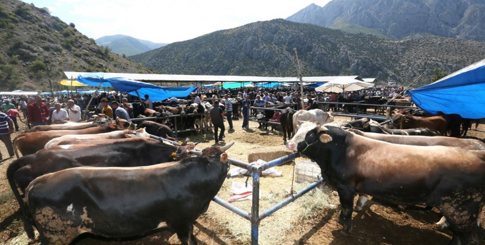 Şap Hastalığına Karşı Hayvan Pazarları Kapatıldı