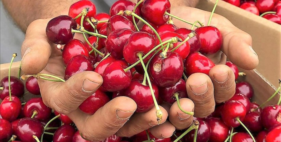 TÜRKİYE Genelinde AMASYA Kiraz Üretiminde ilk üç’e Yükseldi