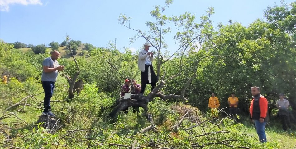 Ağaçlar Aşılanıp, ANTEP FISTIĞI Ormanlarına Dönüştürülüyor