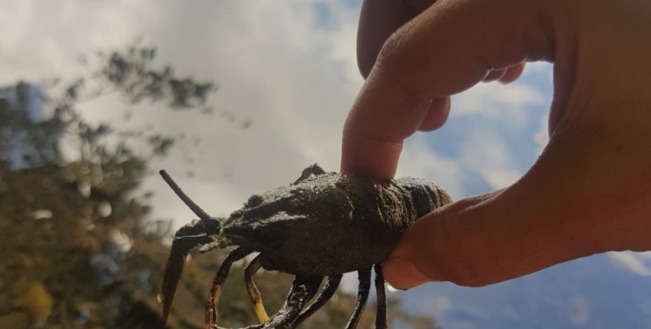 Boraboy Gölü'nde tatlı su ıstakozu görüntülendi