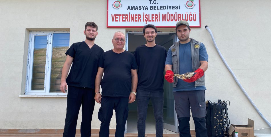 Amasya’da nesli tükenmekte olan balaban kuşu yaralı bulundu