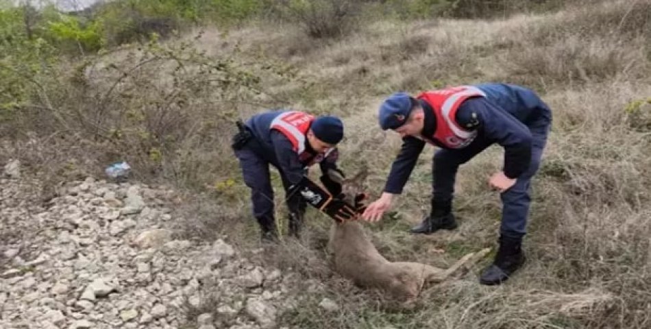 Yaralı karaca tedaviye alındı