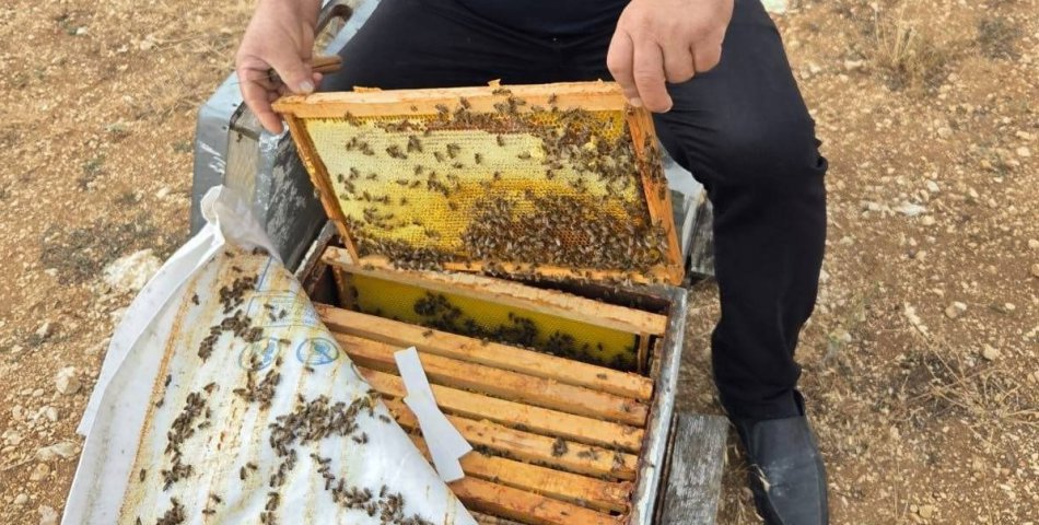 Arıcılık yapanlara Bakanlıktan destek