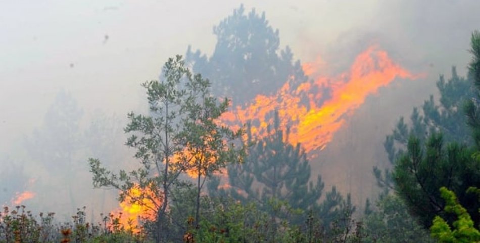 Amasya'da orman yangını korkuttu