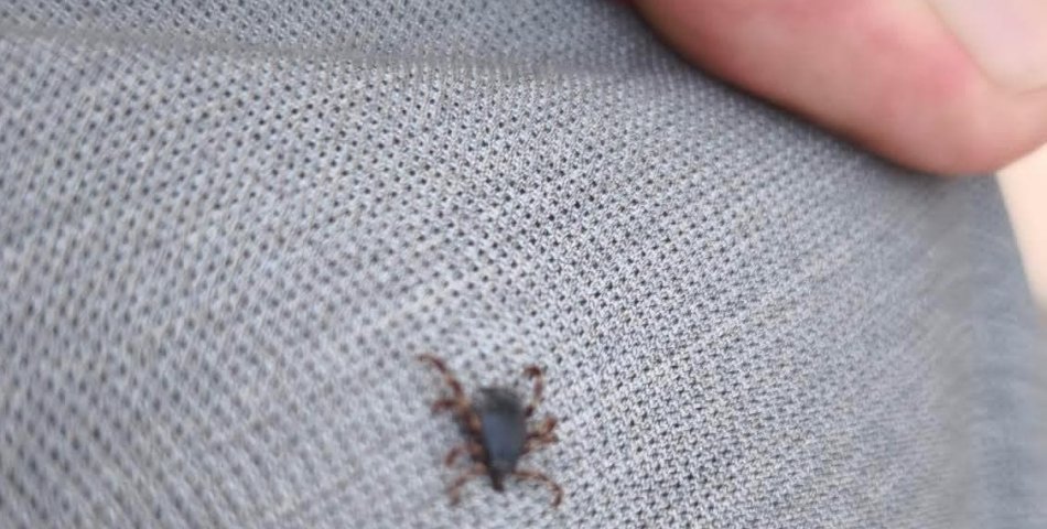 Tarlada selfi yaparken üzerinde kene olduğu fark etti
