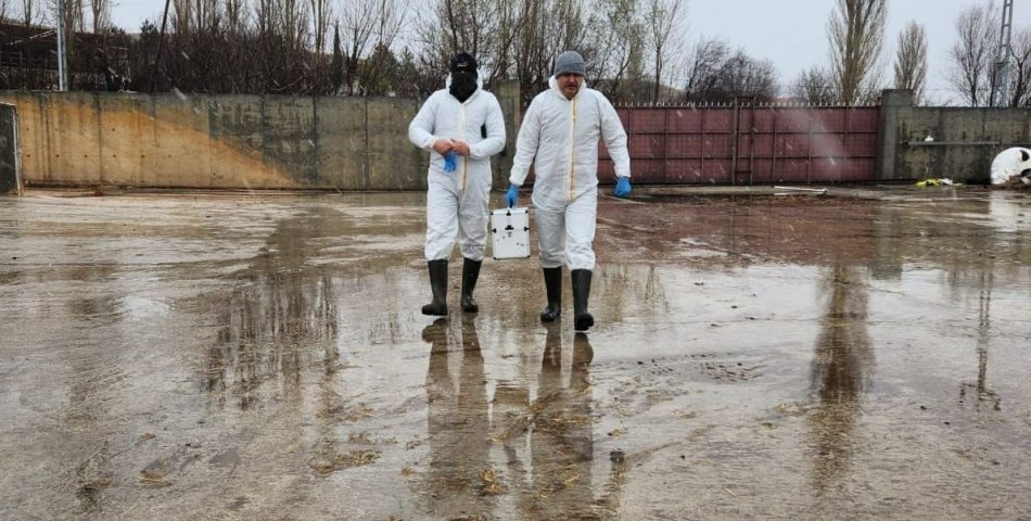 İthal hayvanlara sağlık taraması