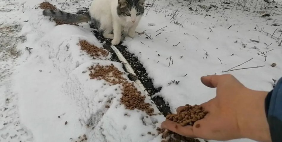 İki kardeş kar altındaki bölgelere mama bıraktı