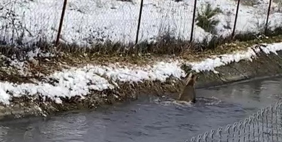 Soğukta su kanalına düşen Karacayı avcılar kurtardı