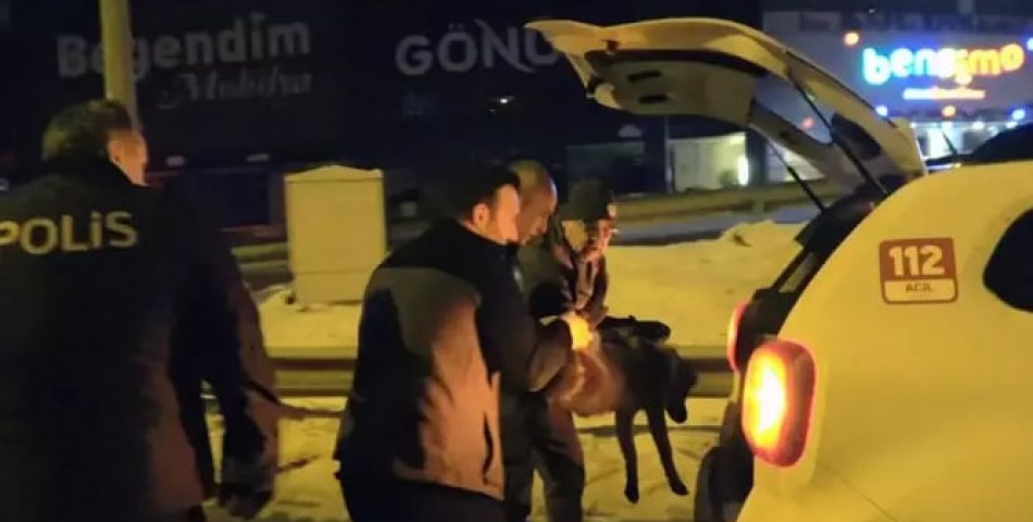 Polislerin bulduğu yaralı yavru kurt tedavi altına alındı