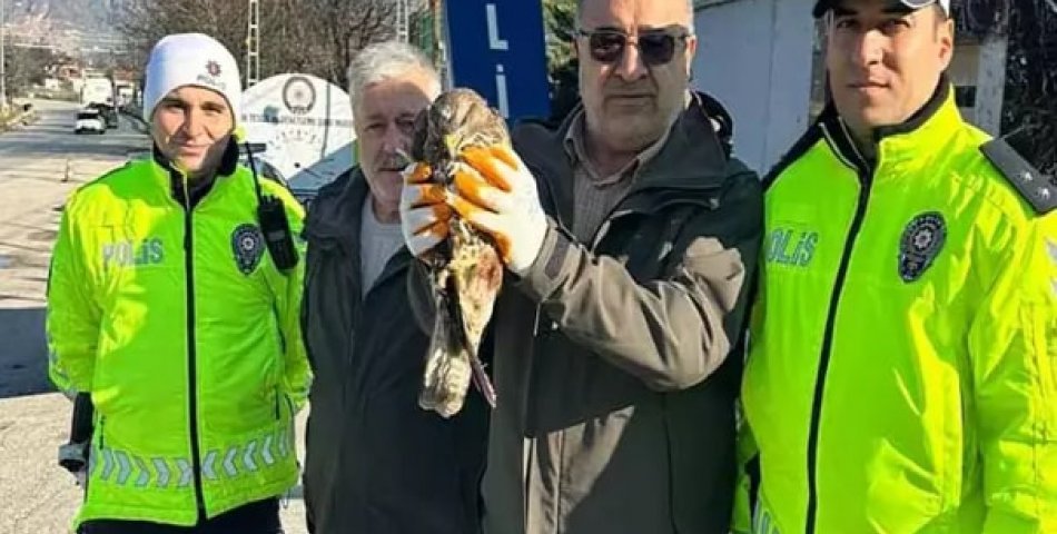 Polisin bulduğu kızıl şahin tedaviye alındı