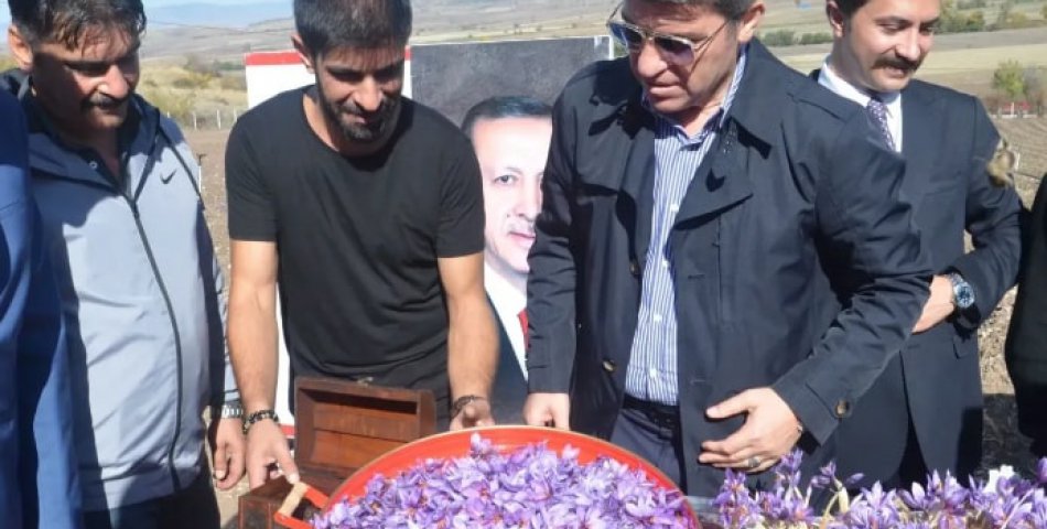 Safran hasadı başladı