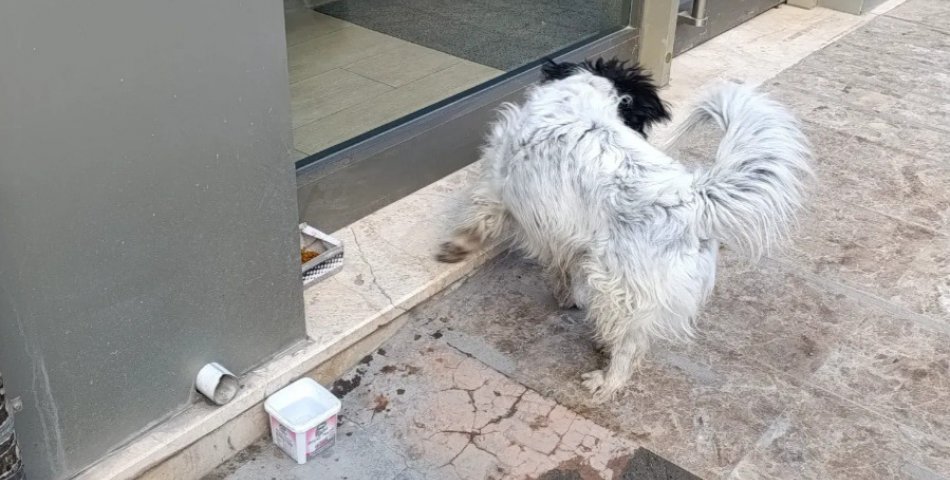 Kış soğuğunda sokak hayvanları unutulmadı