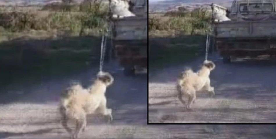 Köpeği kamyonetin arkasına bağlayıp, sürükledi