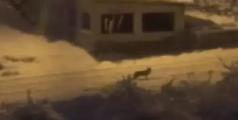 Aç kalan tilki şehir merkezine indi