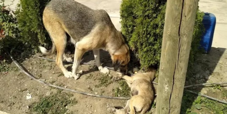Aracın çarptığı yavru köpeğin başından annesi ayrılmadı