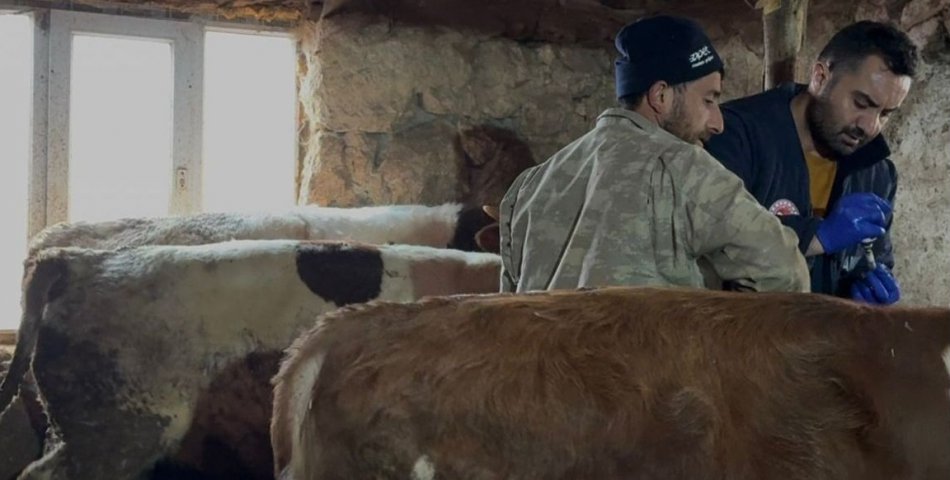 Şap hastalığı için çalışmalar titizlikle sürdürülüyor