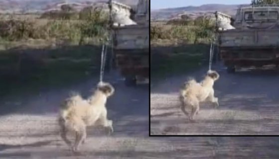 Köpeği kamyonetin arkasına bağlayıp, sürükledi